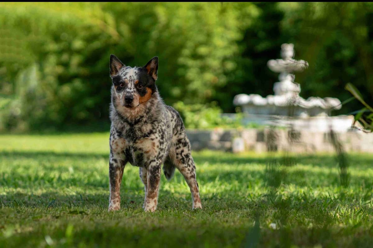 Australian Cattle Dog Puppies breeder image 6