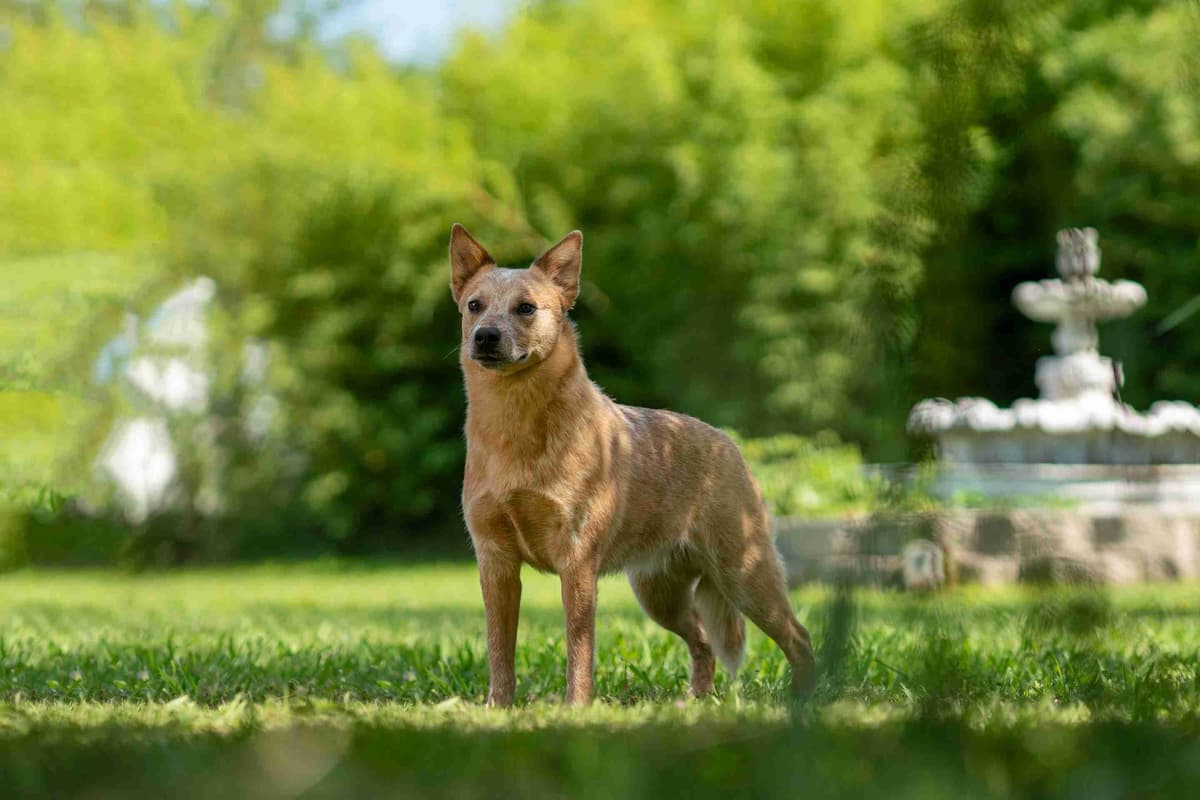 Australian Cattle Dog Puppies breeder image 7