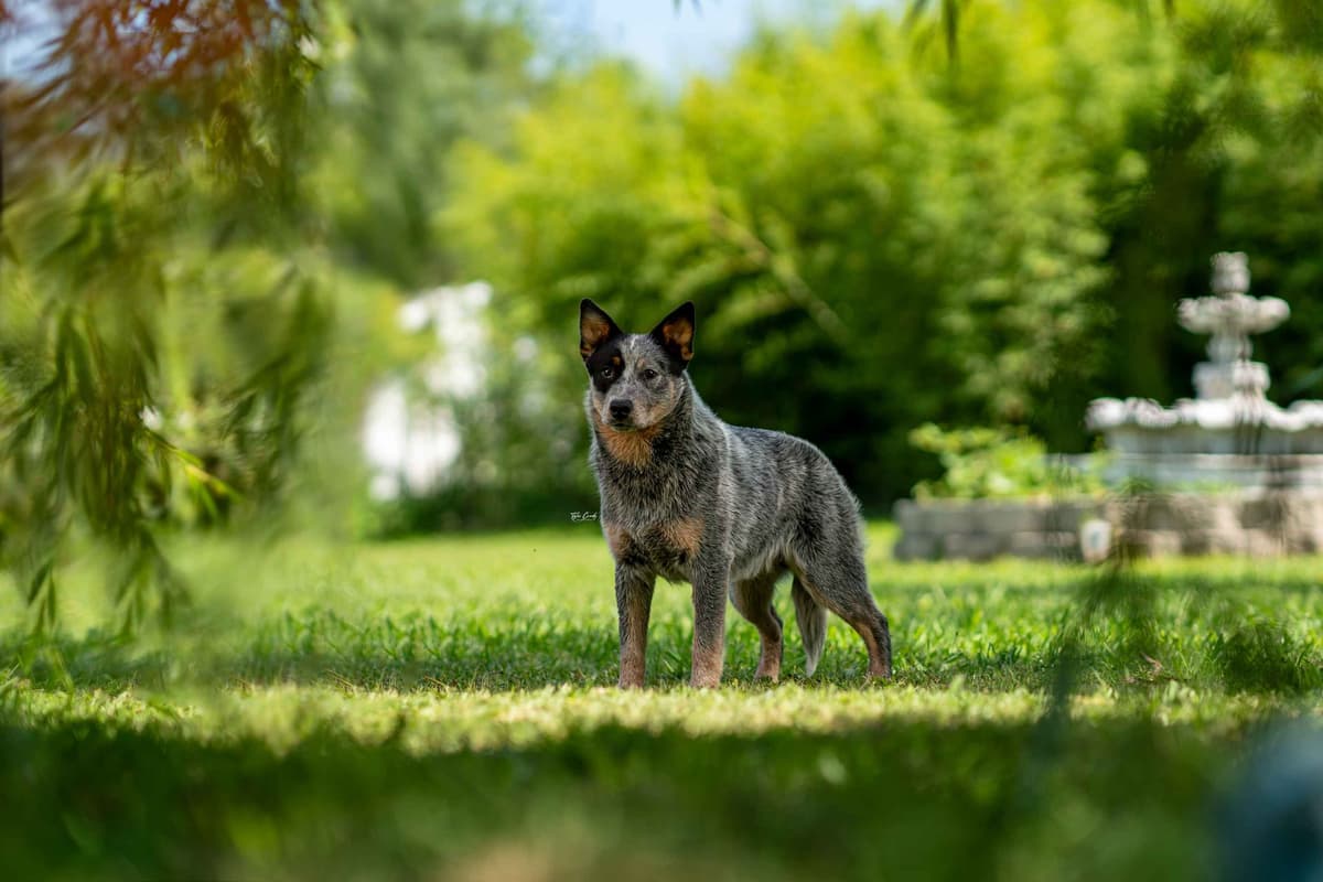 Australian Cattle Dog Puppies breeder image 8