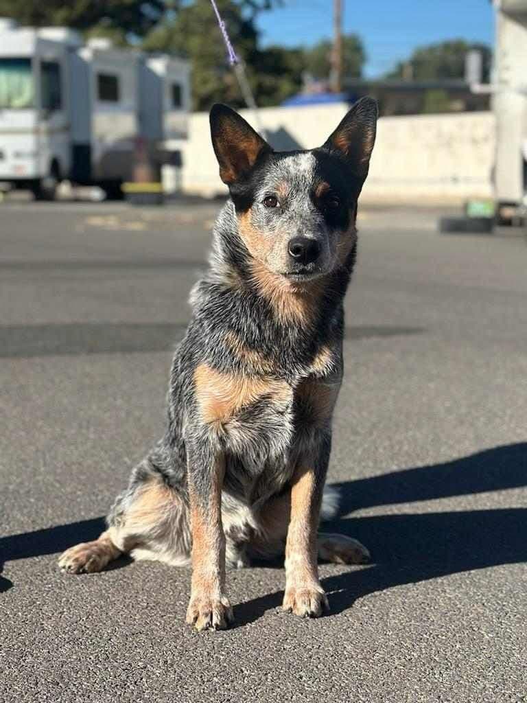 Australian Cattle Dog Puppies breeder image 9