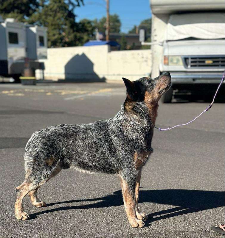 Australian Cattle Dog Puppies breeder image 10