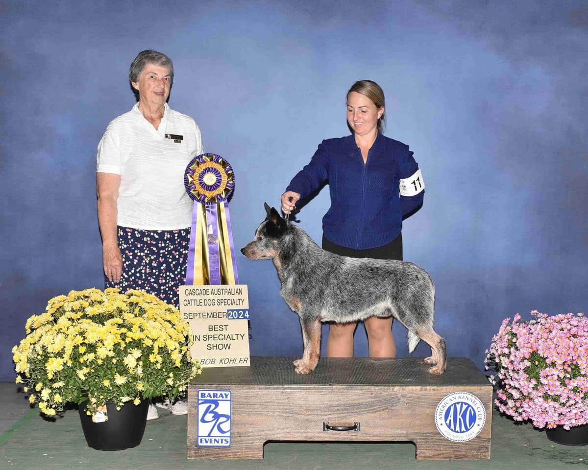 Australian Cattle Dog Puppies breeder image 12