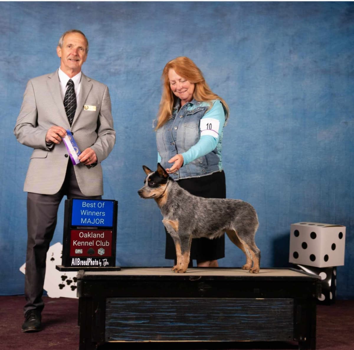 Australian Cattle Dog Puppies breeder image 14