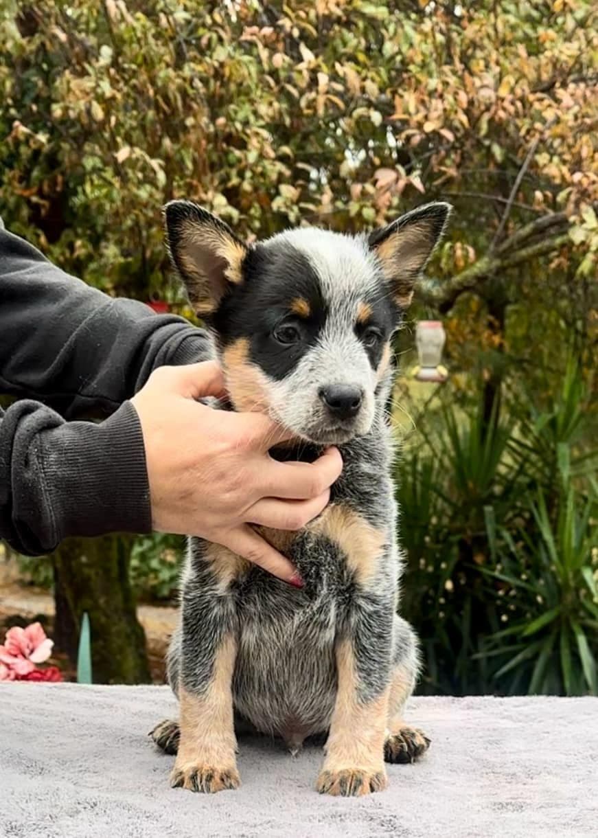 Australian Cattle Dog Puppies breeder image 15