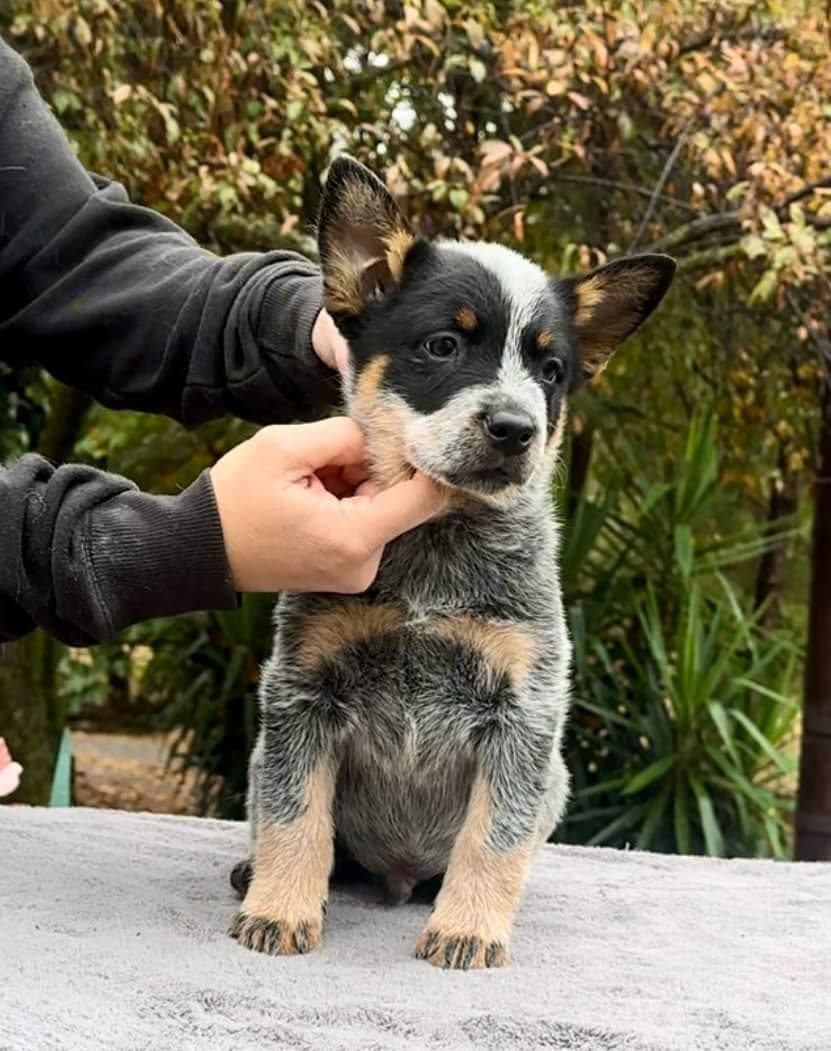 Australian Cattle Dog Puppies breeder image 16