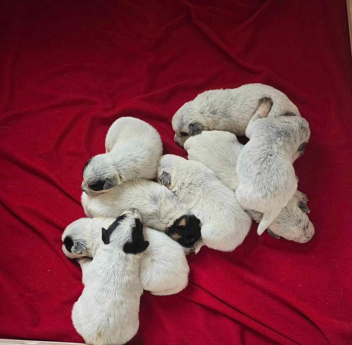 Australian Cattle Dog Puppies breeder image 17