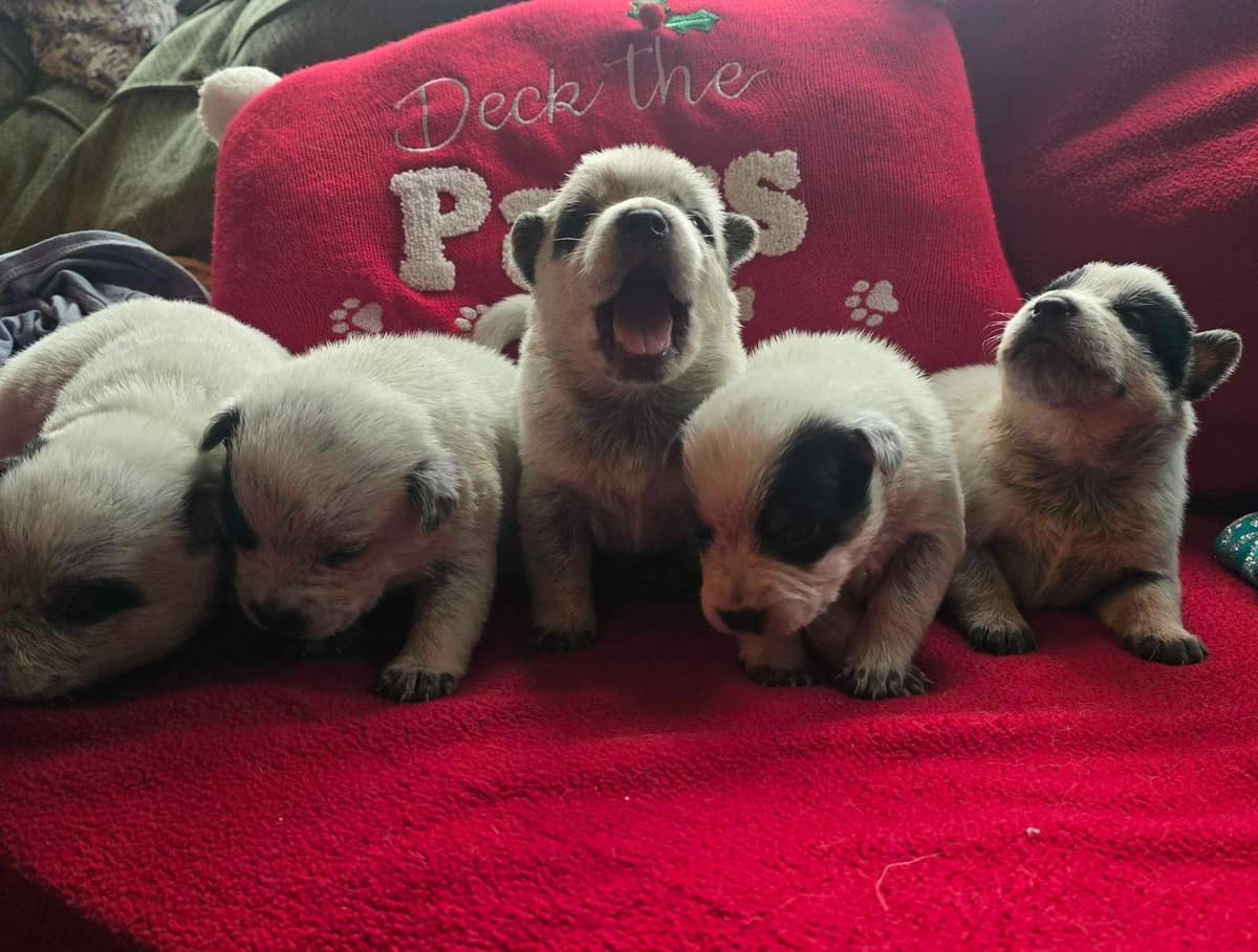Australian Cattle Dog Puppies breeder image 18