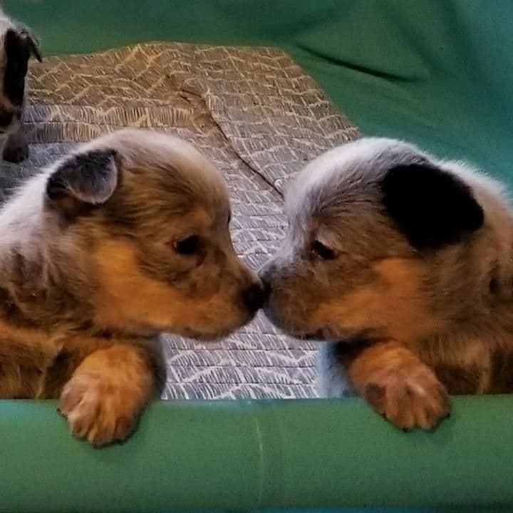 Australian Cattle Dog Puppies breeder image 19