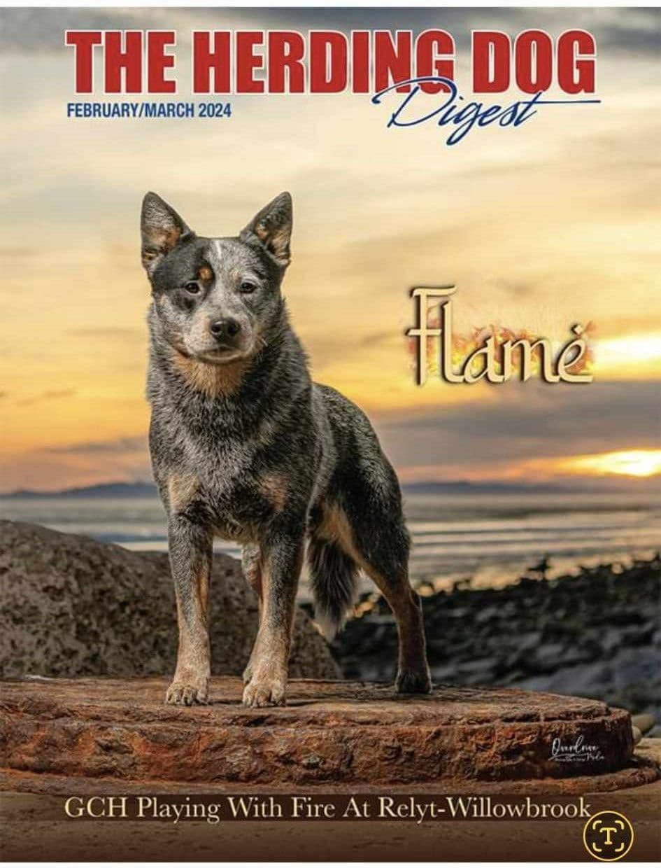 Australian Cattle Dog Puppies breeder image 21