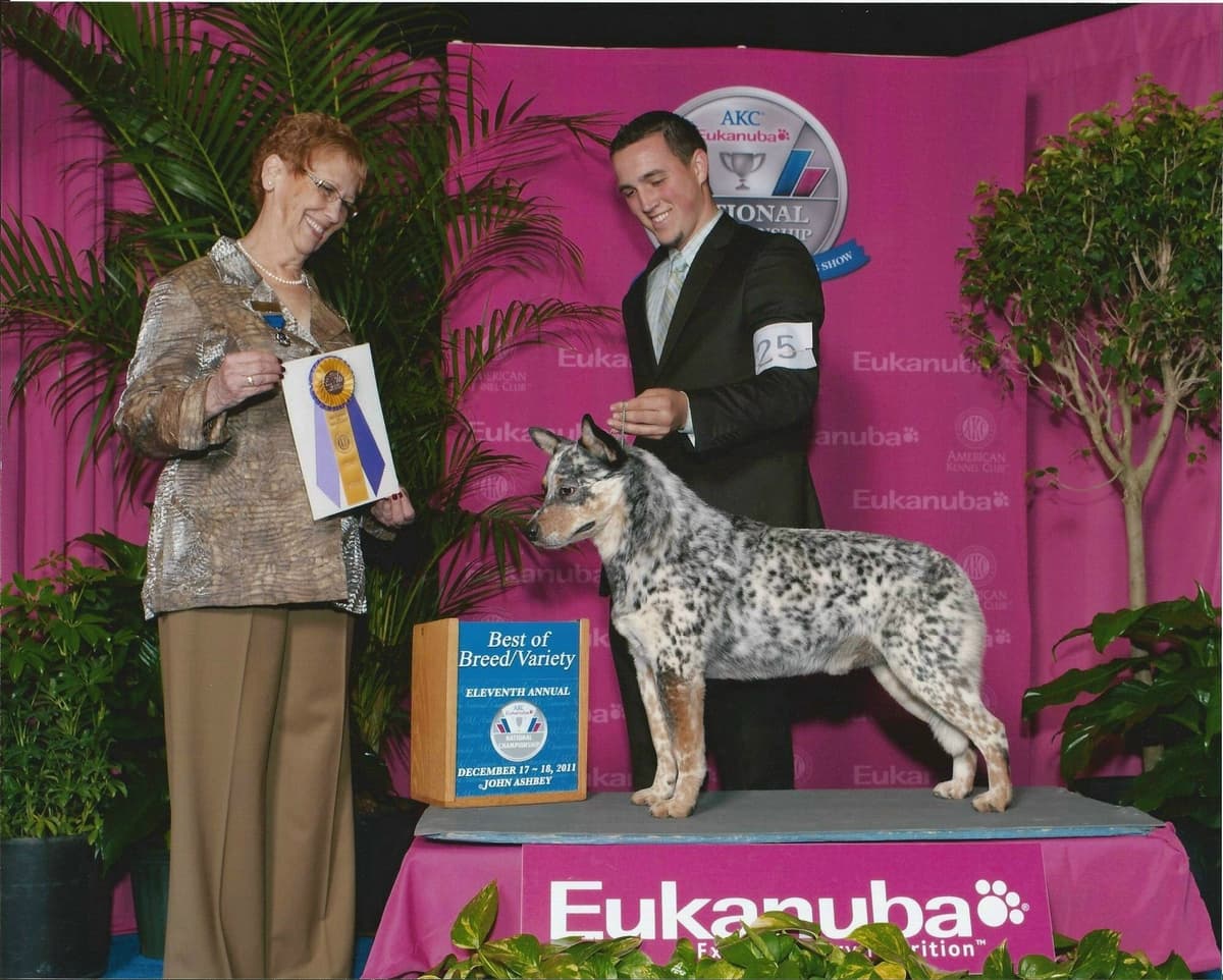 Australian Cattle Dog Puppies breeder image 23