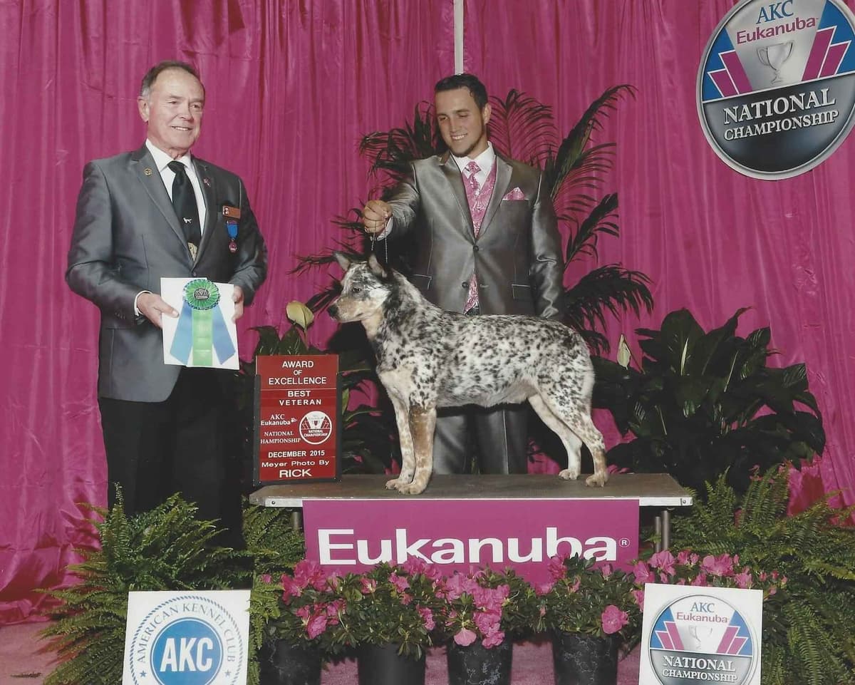 Australian Cattle Dog Puppies breeder image 24