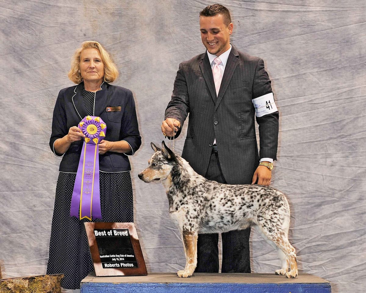 Australian Cattle Dog Puppies breeder image 25