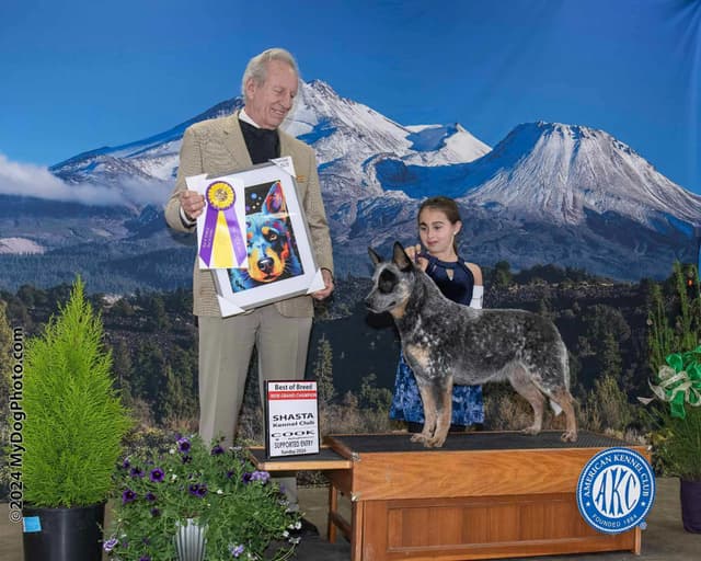 Australian Cattle Dog Puppies media 3