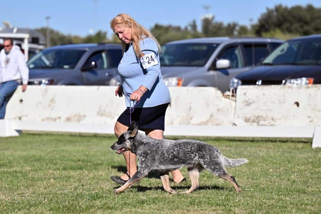 Australian Cattle Dog Puppies media 4