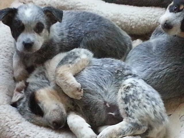 Australian Cattle Dog Puppies media 5