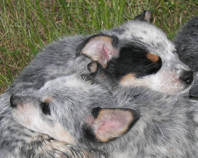 Australian Cattle Dog Puppies media 6