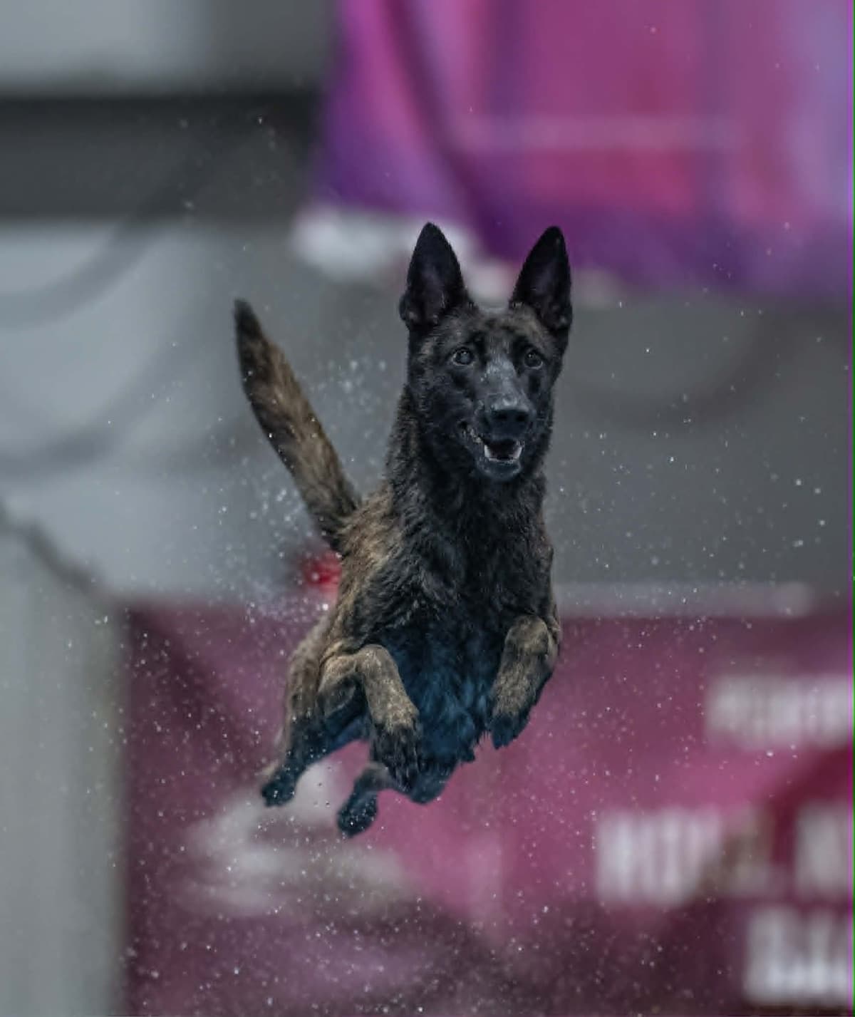 Dutch Shepherd Puppies breeder image 10