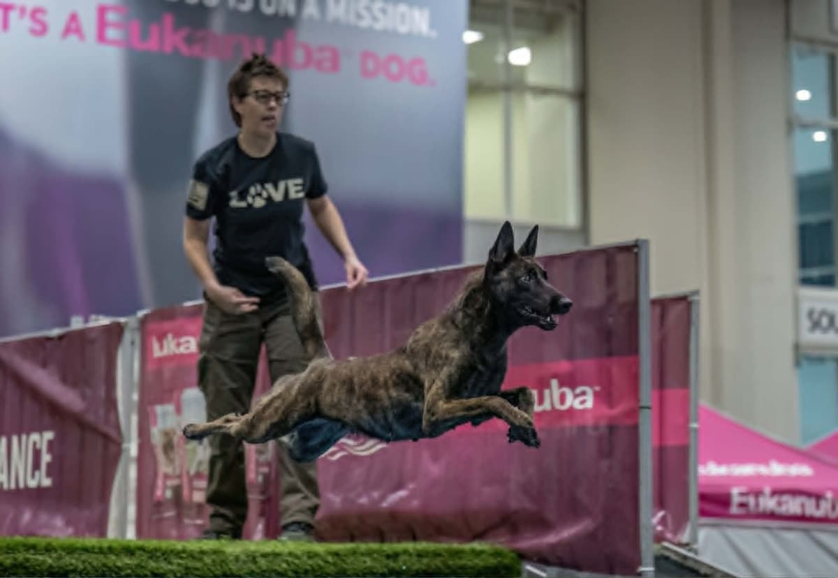 Dutch Shepherd Puppies breeder image 13