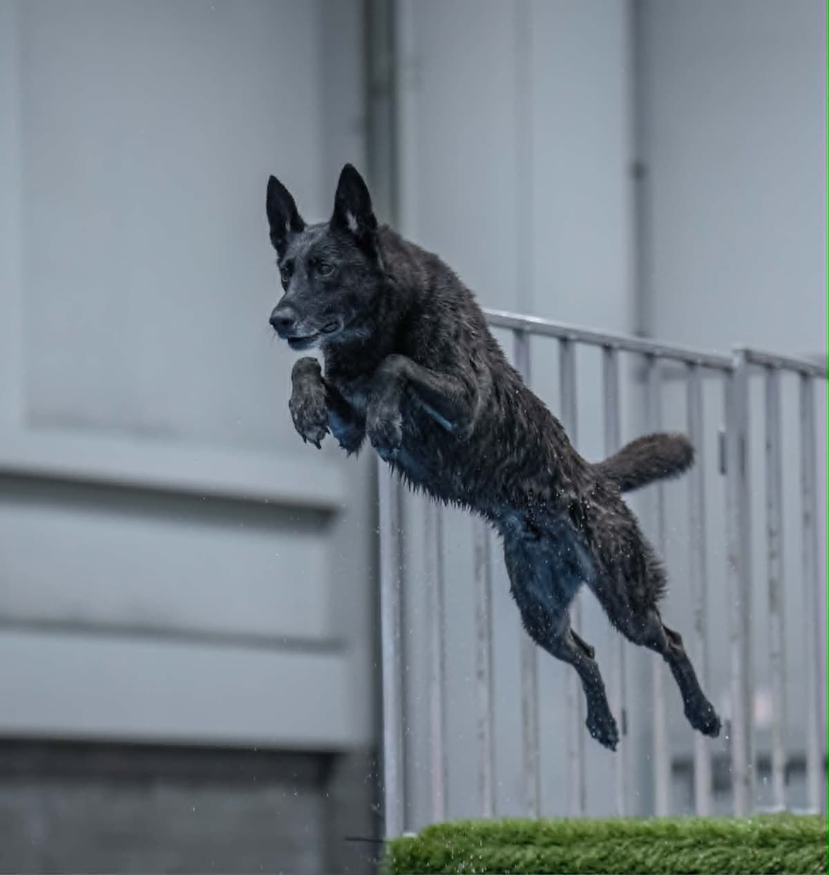 Dutch Shepherd Puppies breeder image 14