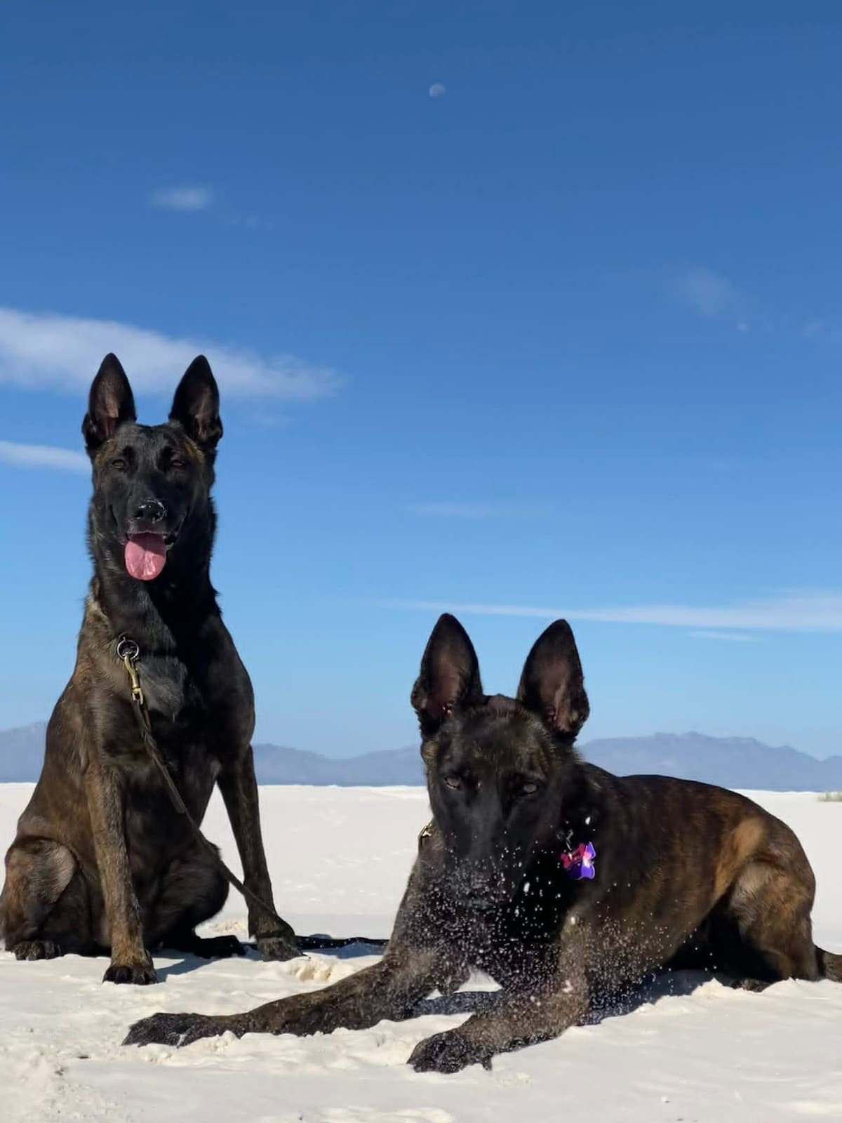 Dutch Shepherd Puppies breeder image 15