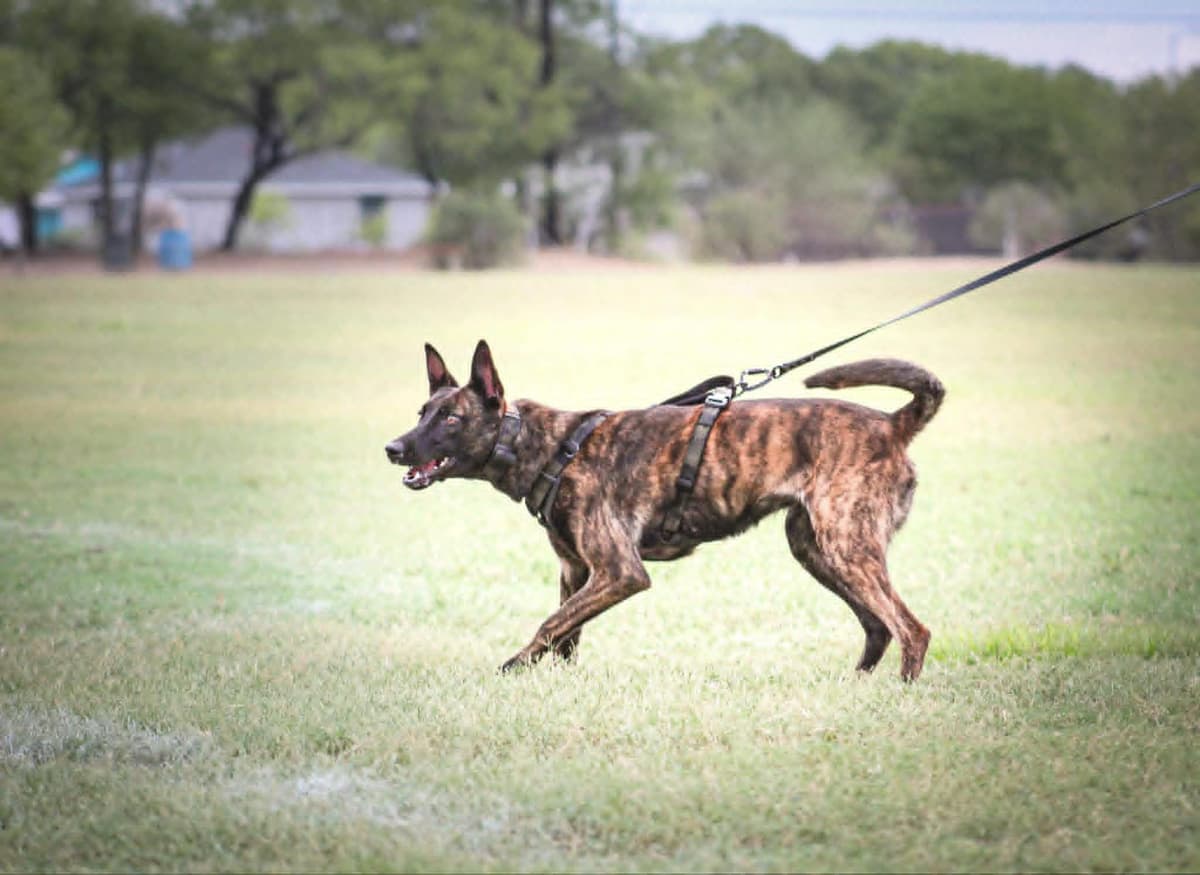 Dutch Shepherd Puppies breeder image 17