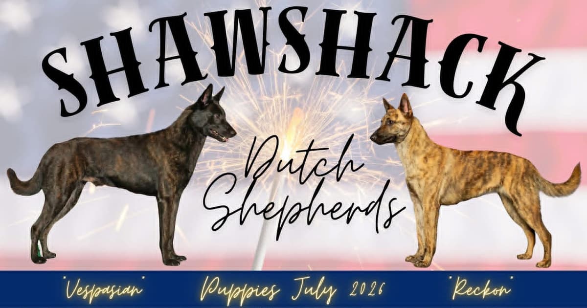 Dutch Shepherd Puppies breeder image 27