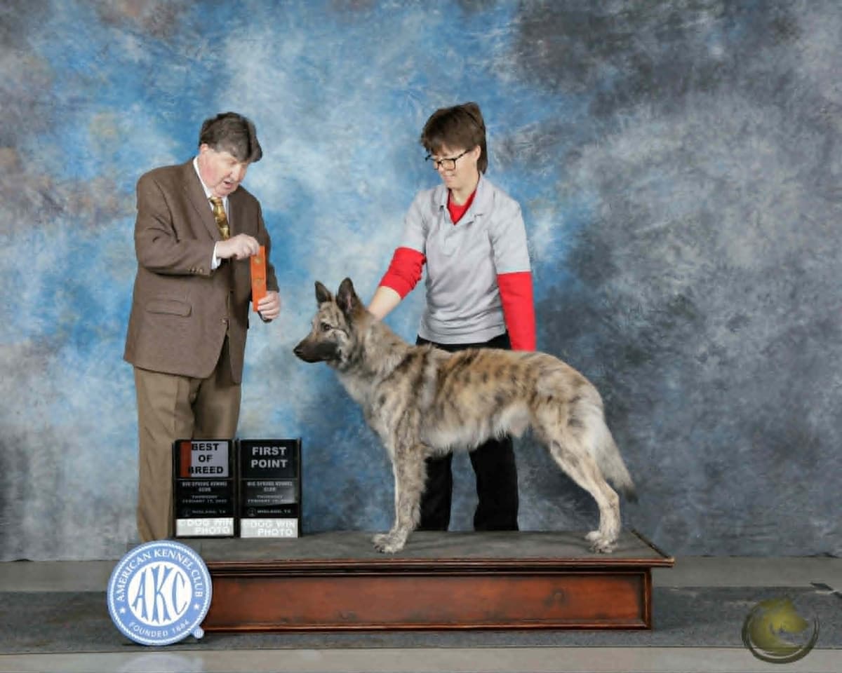 Dutch Shepherd Puppies breeder image 9
