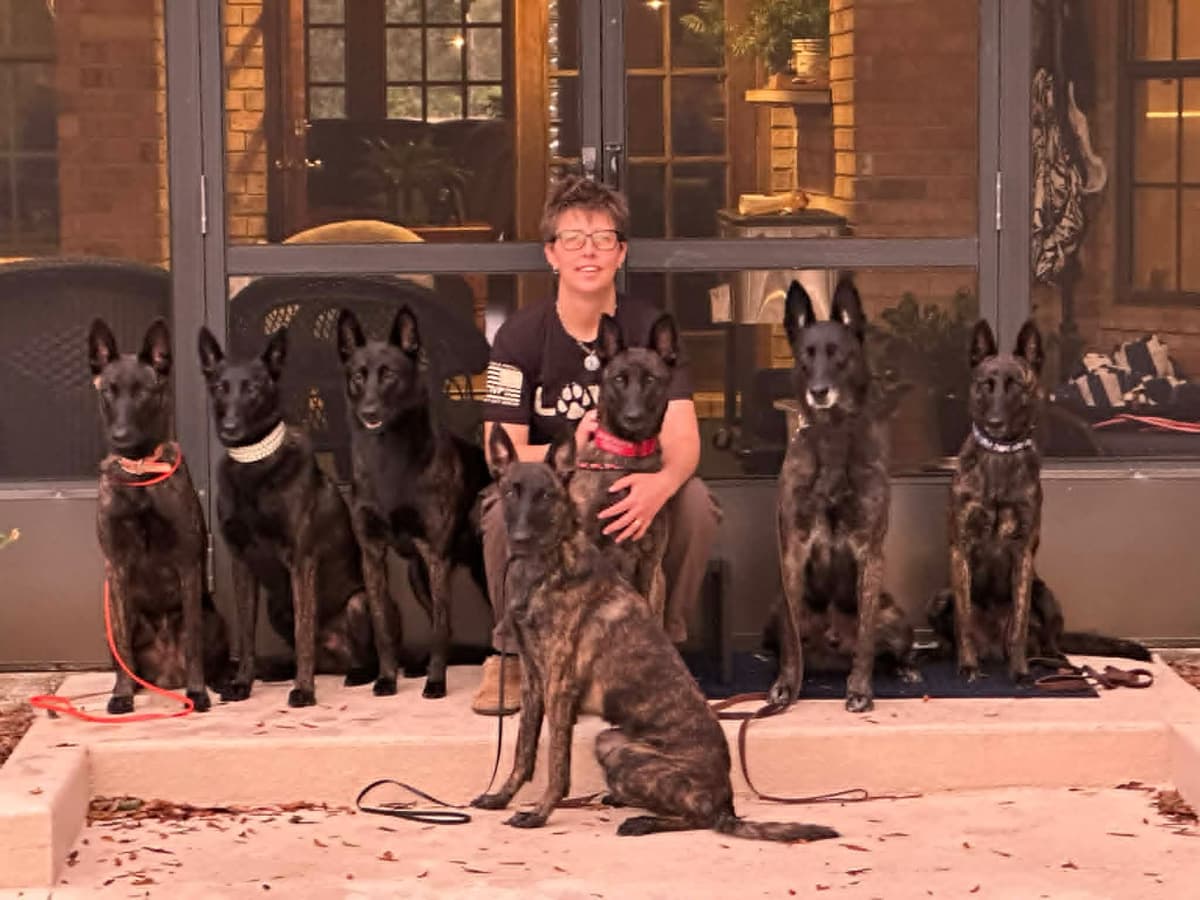 Dutch Shepherd Puppies breeder image 3