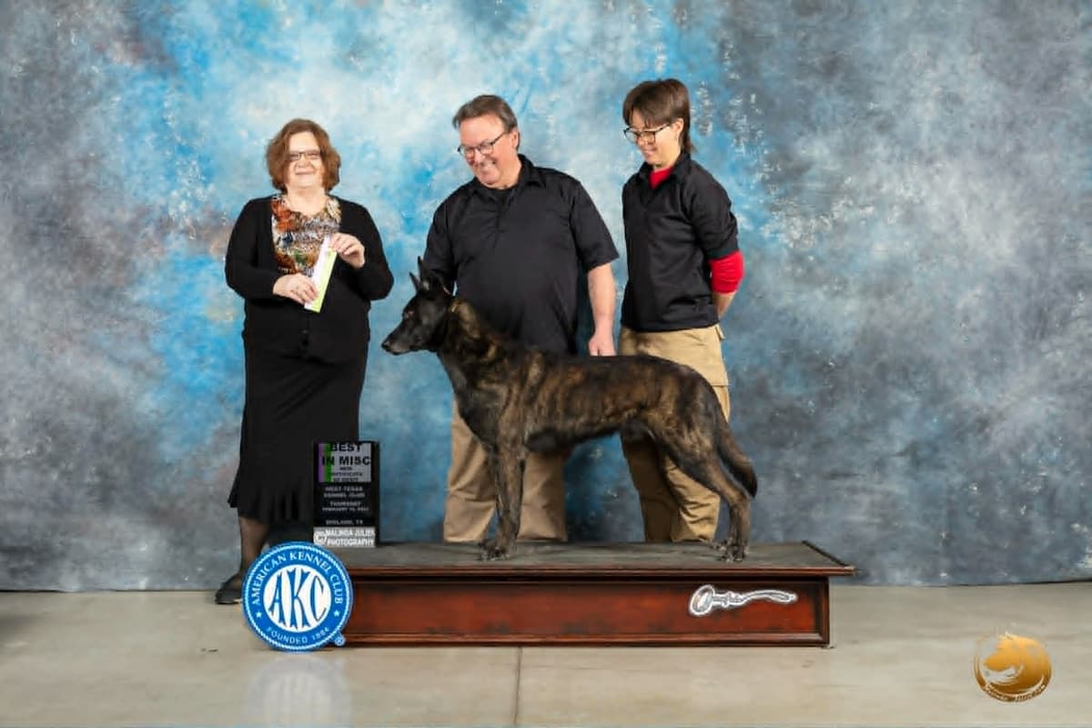 Dutch Shepherd Puppies breeder image 8
