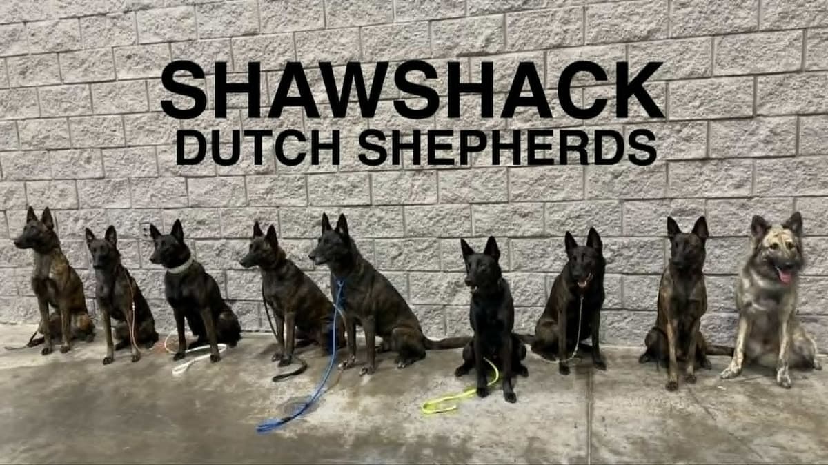 Dutch Shepherd Puppies breeder image 2