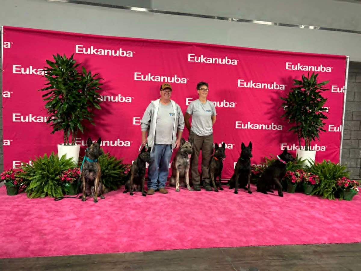 Dutch Shepherd Puppies breeder image 4