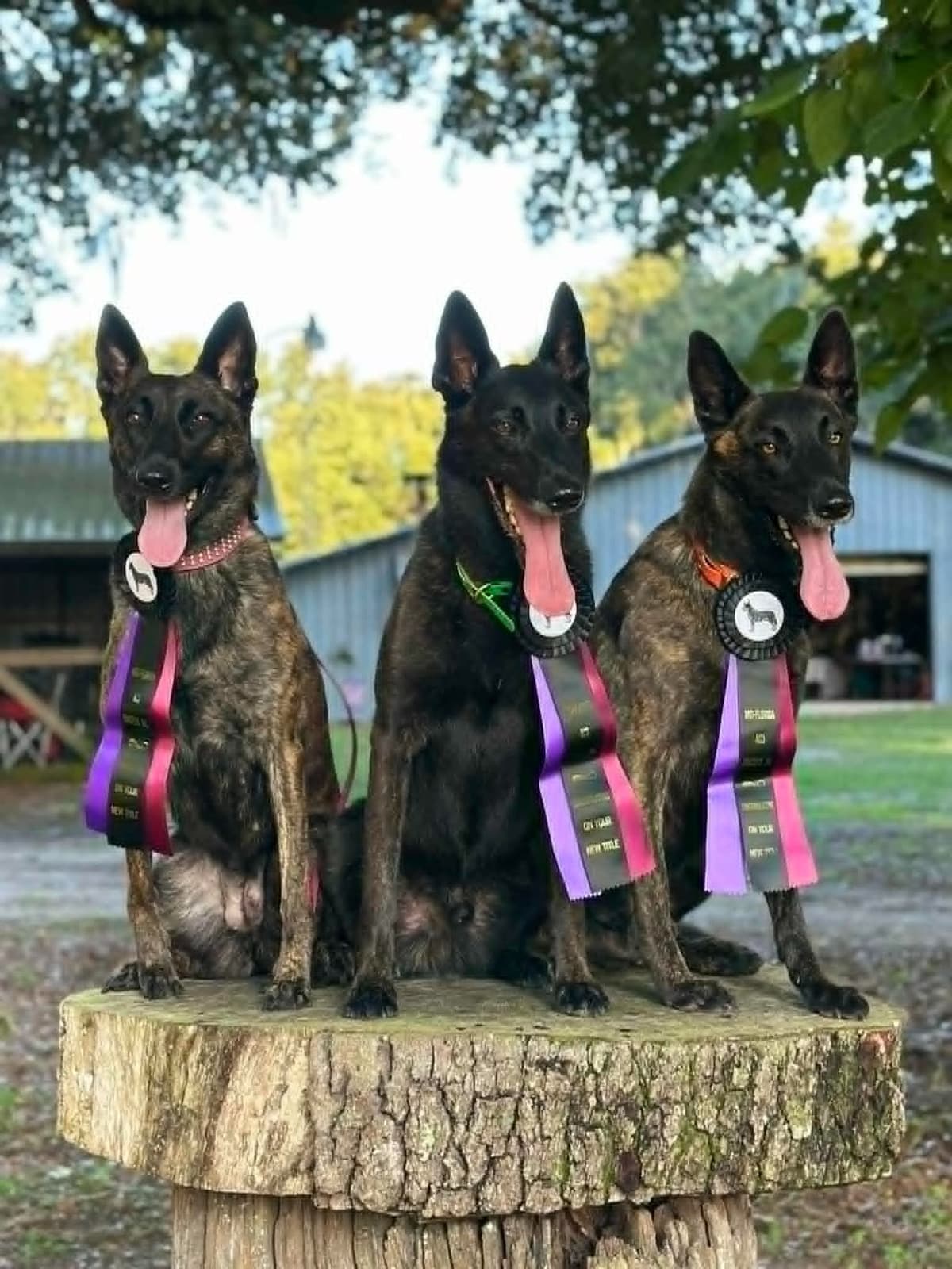 Dutch Shepherd Puppies breeder image 18