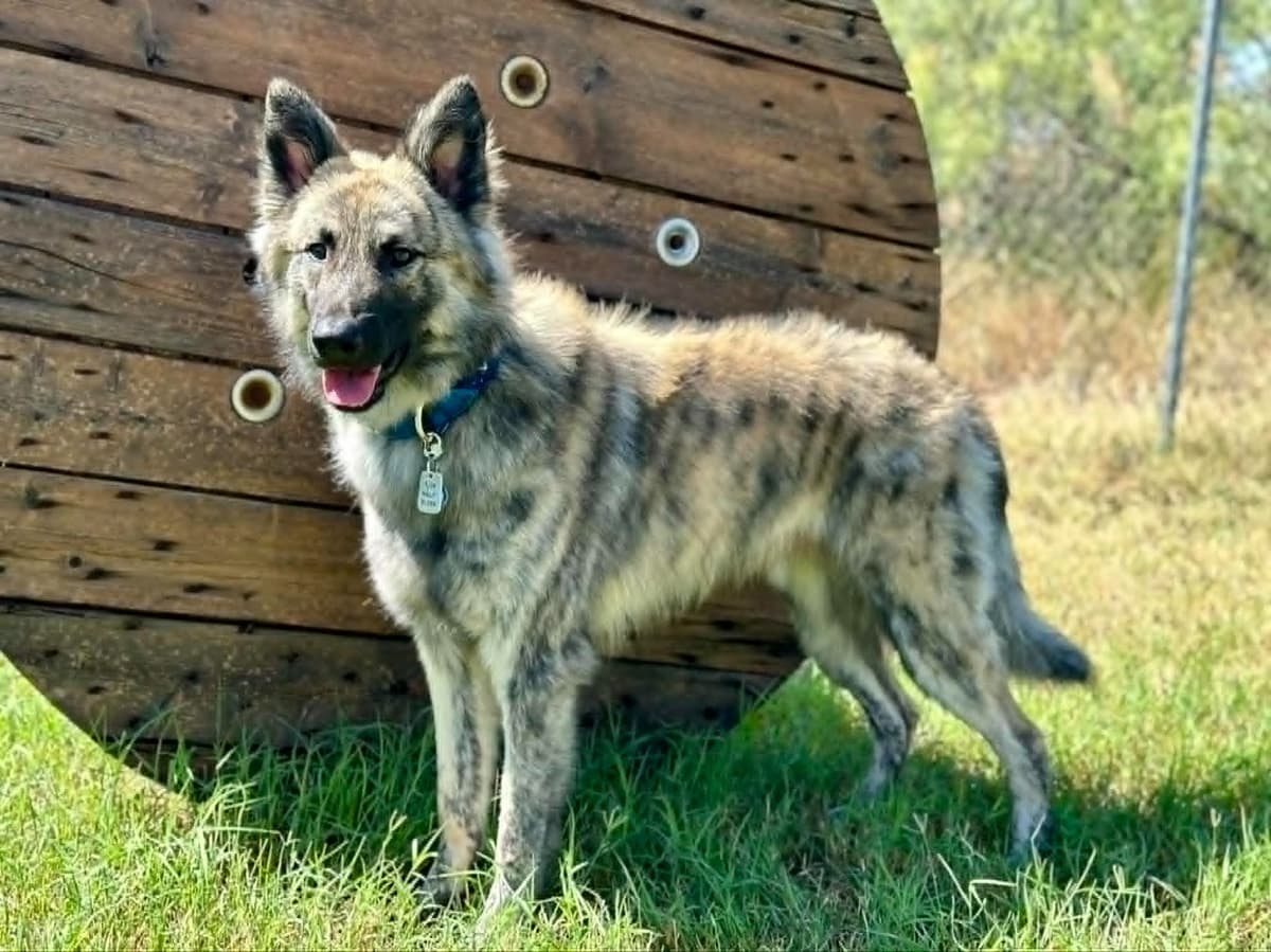 Dutch Shepherd Puppies breeder image 21