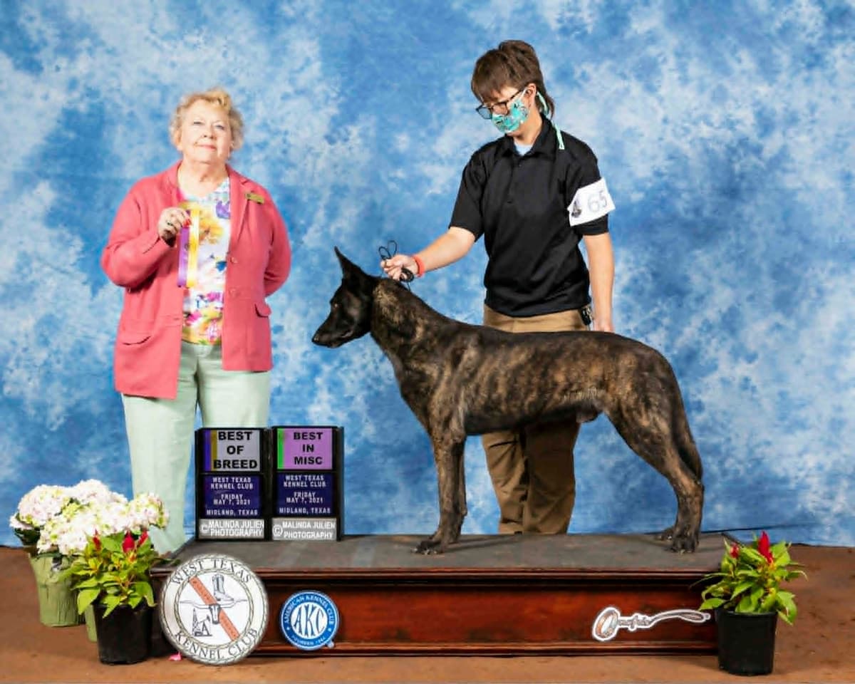 Dutch Shepherd Puppies breeder image 7
