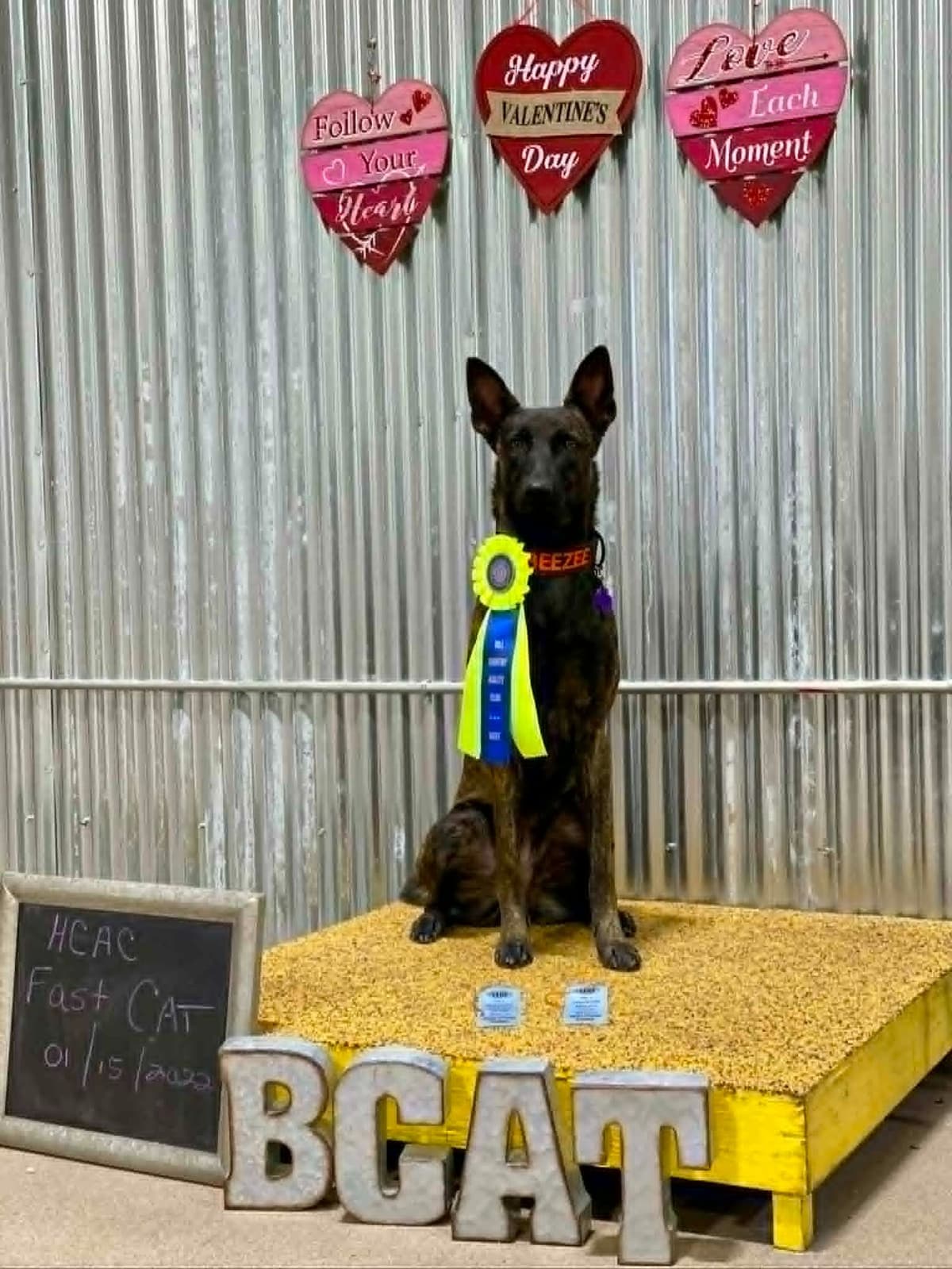 Dutch Shepherd Puppies breeder image 20