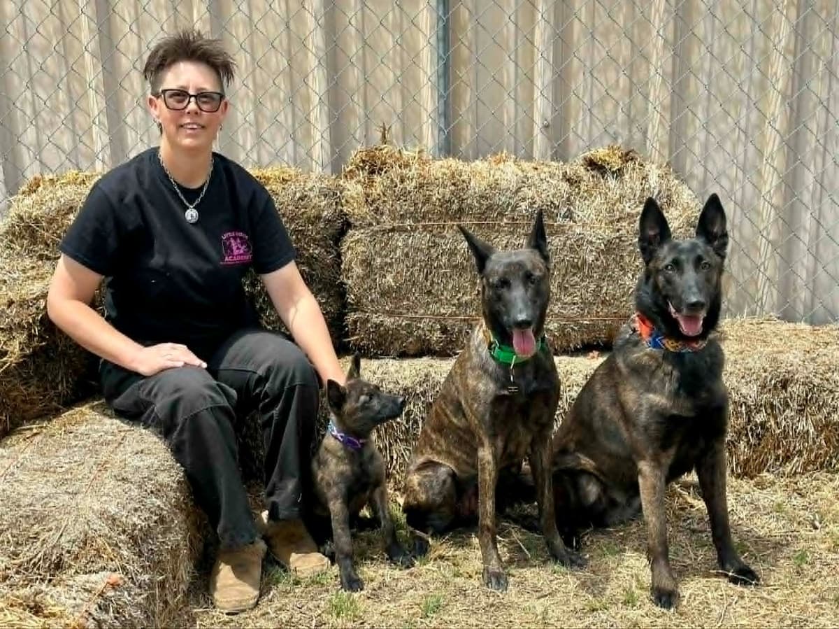 Dutch Shepherd Puppies breeder image 22