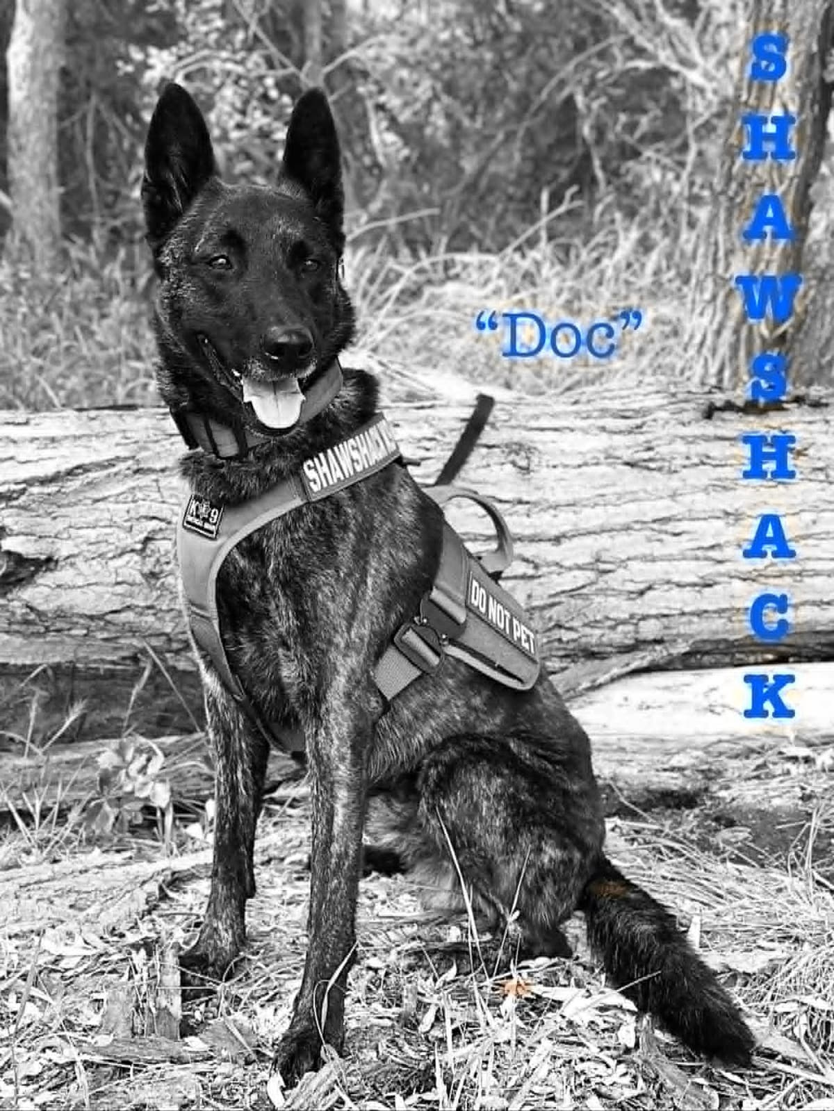 Dutch Shepherd Puppies breeder image 24