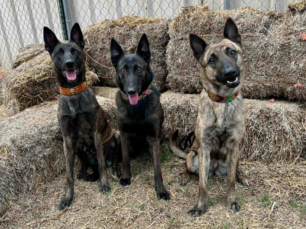 Dutch Shepherd Puppies breeder image 23