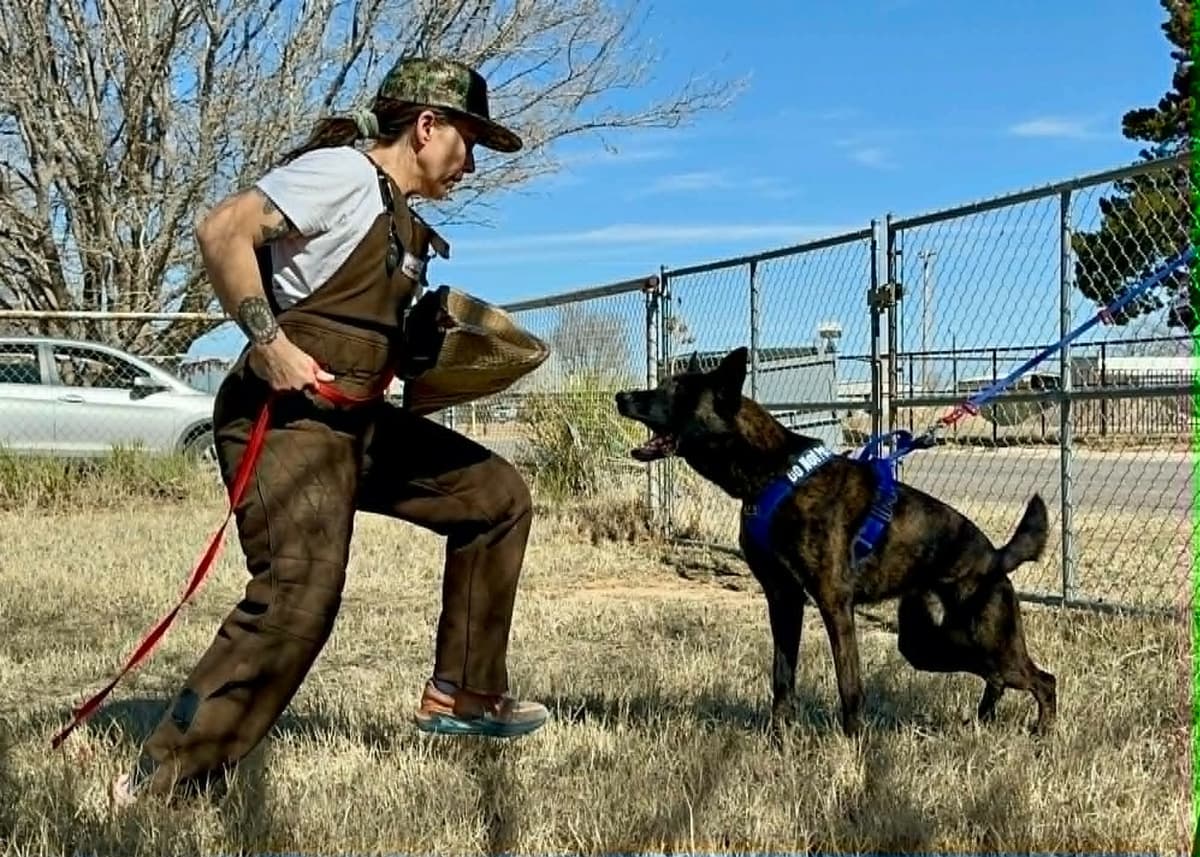 Dutch Shepherd Puppies breeder image 26