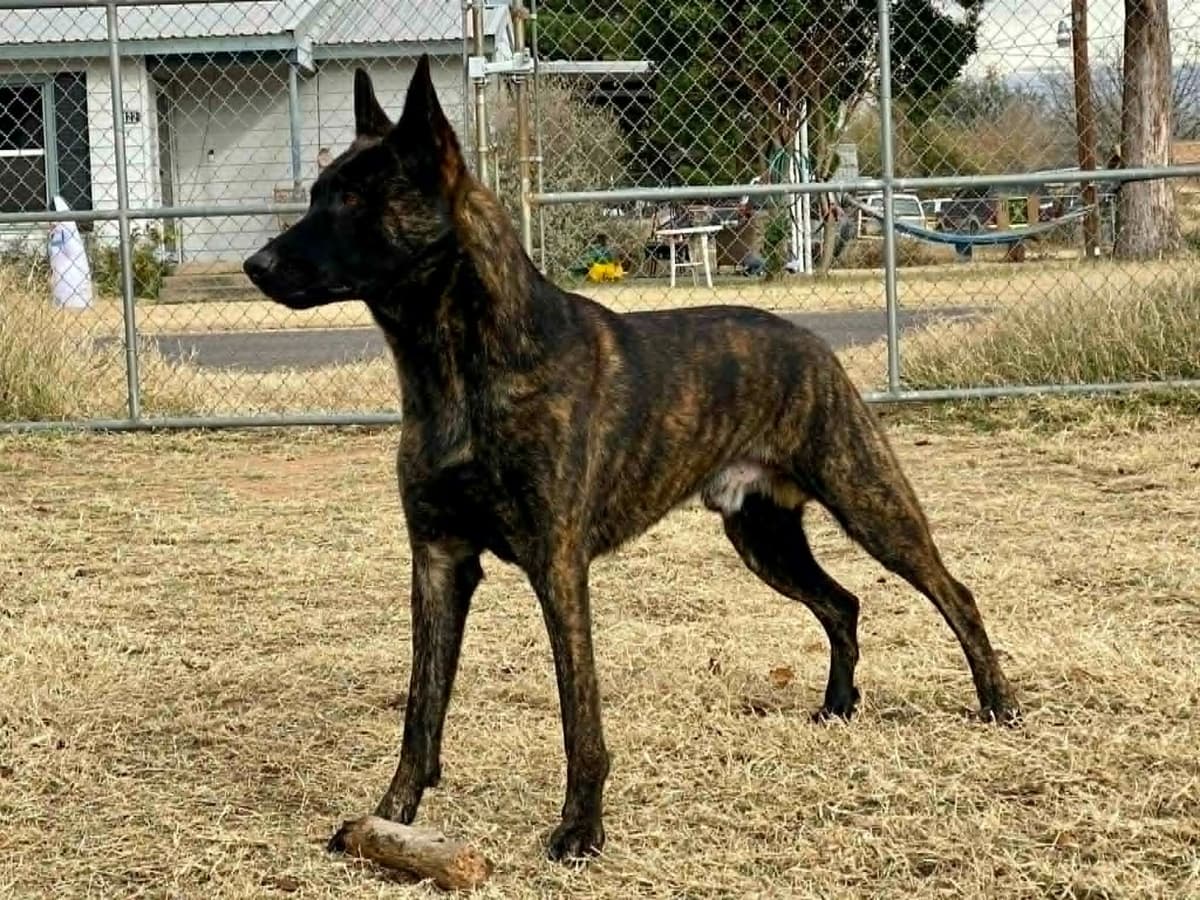 Dutch Shepherd Puppies breeder image 25
