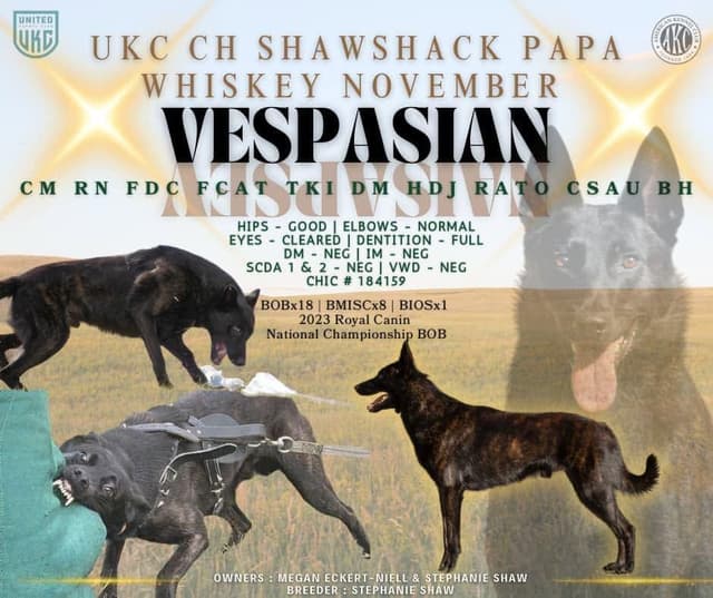 Dutch Shepherd Puppies media 2