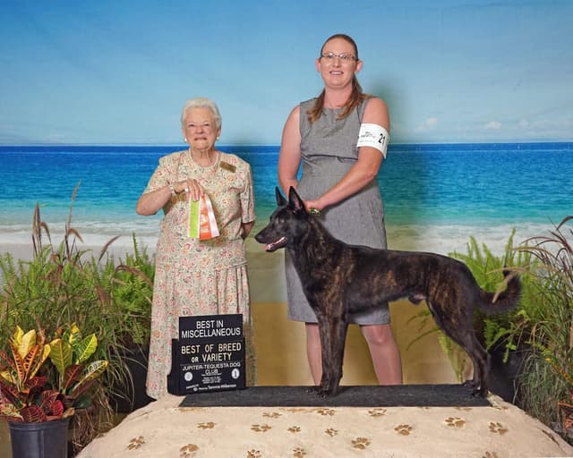 Dutch Shepherd Puppies media 3