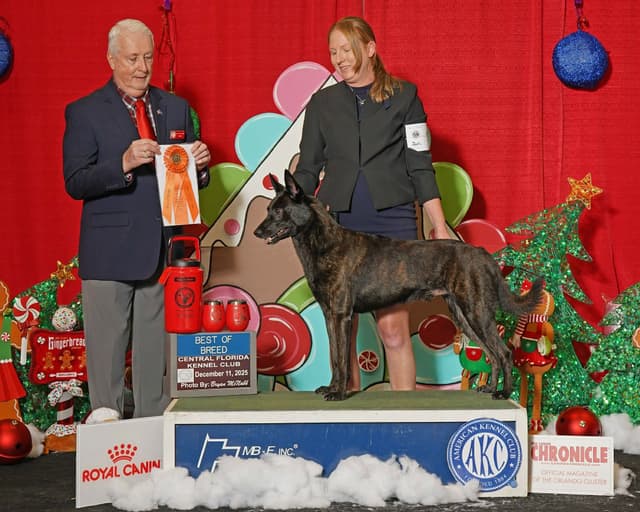 Dutch Shepherd Puppies media 4