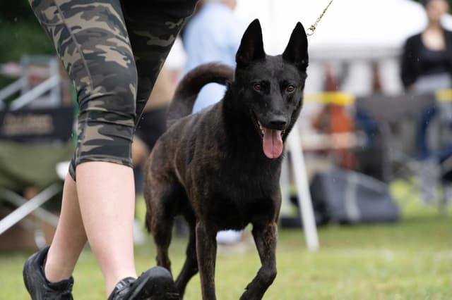 Dutch Shepherd Puppies media 6