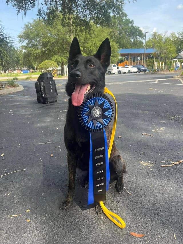 Dutch Shepherd Puppies media 7