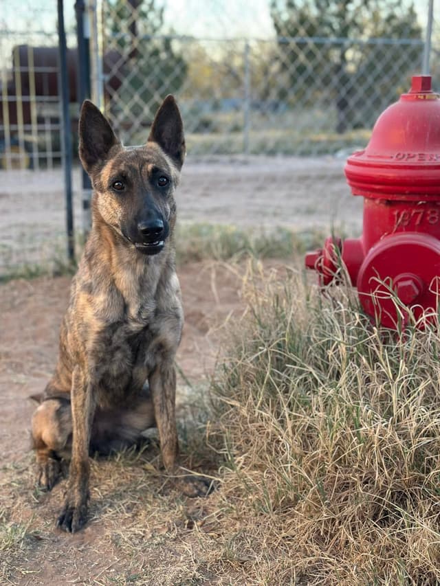Dutch Shepherd Puppies media 10