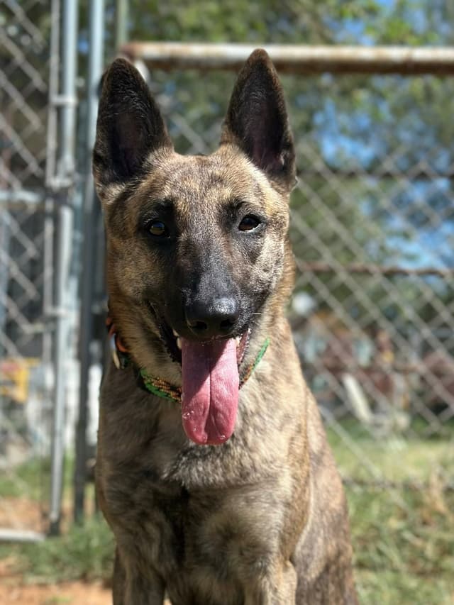 Dutch Shepherd Puppies media 11
