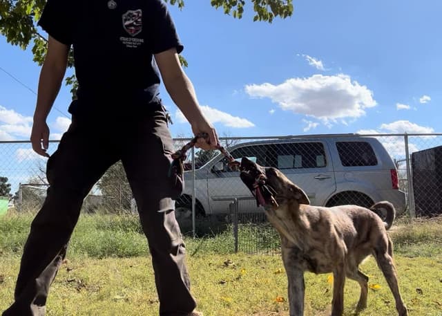 Dutch Shepherd Puppies media 12