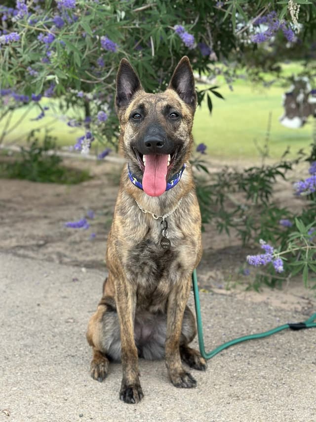 Dutch Shepherd Puppies media 13