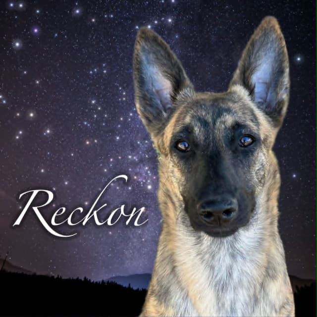Dutch Shepherd Puppies media 8
